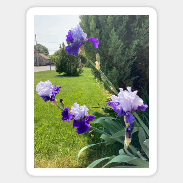 Irises and Evergreens Sticker by Amanda1775